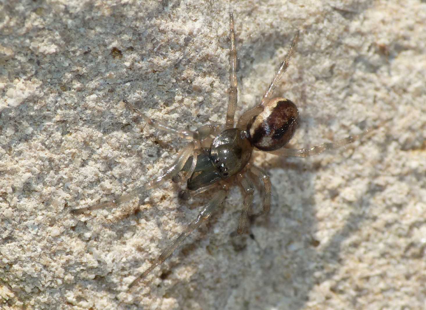 Maschio di Enoplognatha mandibularis - Tolfa (RM)